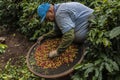 Manual coffee harvesting work on the brazilian farm