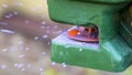 Manual fertilizing of the lawn in back yard in spring time. Close up Royalty Free Stock Photo