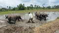 Harrowing of rice cultivation by using buffalo