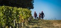 Manual harvesting in the Bordeaux vineyard