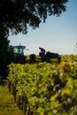 Manual harvesting in the Bordeaux vineyard