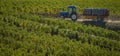 Manual harvesting in the Bordeaux vineyard