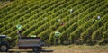 Manual harvesting in the Bordeaux vineyard