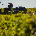 Manual harvesting in the Bordeaux vineyard