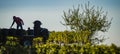 Manual harvesting in the Bordeaux vineyard