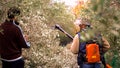 Manual harvesting of olives.