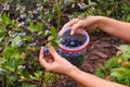 Blueberry plantation Highbush. Manual harvesting of ripening fruit into plastic containers