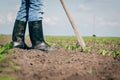 Manual labor in agriculture Royalty Free Stock Photo