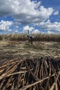 Manual labour harvest sugar cane on the field