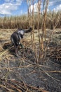 Manual labour harvest sugar cane on the field