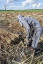 Manual labour harvest sugar cane on the field