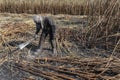 Manual labour harvest sugar cane on the field