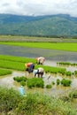Female manual labour in the Philippine rice fields