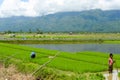 Young manual labour in the Philippine rice fields