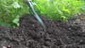 Manual rake bed with parsley loosens and bores