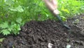 Manual rake bed with parsley loosens and bores