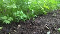 Manual rake bed with parsley loosens and bores