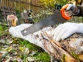 manual sawing of a log