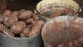 Manual sorting of potato seeds with sprouts in buckets, depending on size.