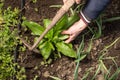 Manual weed control. Gardening as a hobby. Hard work on a land