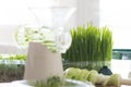 Manual wheatgrass juicer and fresh wheatgrass for detox or healthy diet