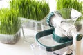 Manual wheatgrass juicer and fresh wheatgrass for detox or healthy diet
