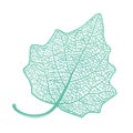 Manually drawn leaf skeleton