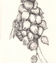 Manually made black and white graphic drawing or illustration of Muscari flower