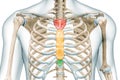 Manubrium, body and xiphoid process bones of the sternum in colors 3D rendering illustration isolated on white with copy space.