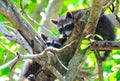 Manuel Antonio Raccoons, Costa Rica