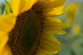 Beautiful sunflower. Useful properties of sunflower oil.