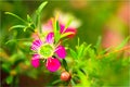 Manuka flower