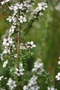 Manuka flowers blooming in spring in New Zealand