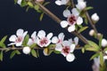 Manuka flowers