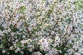 Manuka in full bloom