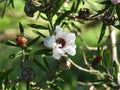 Manuka or leptospermum scoparium flower and fruits Royalty Free Stock Photo