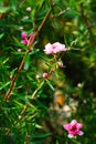 Manuka myrtle(leptospermum scoparium) Royalty Free Stock Photo