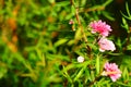 Manuka myrtle(leptospermum scoparium) Royalty Free Stock Photo