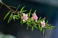 Manuka myrtle(leptospermum scoparium) Royalty Free Stock Photo