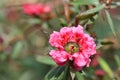 Manuka myrtle's white-pink flower blooming Royalty Free Stock Photo