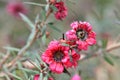 Manuka myrtle's white-pink flower blooming Royalty Free Stock Photo