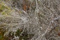 Manuka myrtle showing seed capsules, also called New Zealand tea