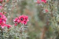 Manuka myrtle white-pink flower blooming