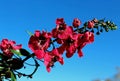 Manuka, New Zealand tea tree, Leptospermum scoparium Royalty Free Stock Photo