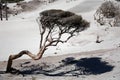 Manuka tree bent by the wind on New Zealand`s west coast