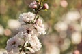 Manuka tree twig with white flowers and buds