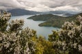 Manuka trees above Queen Charlotte Sound Royalty Free Stock Photo