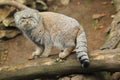 Manul Royalty Free Stock Photo