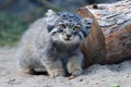 Manul cub Royalty Free Stock Photo