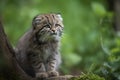 Manul cub in nature on summer forest background. Closeup animal portrait. Ai generated Royalty Free Stock Photo